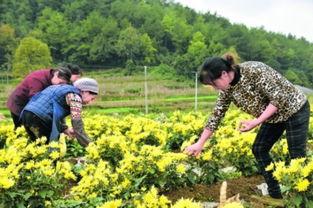 吉林市农村明星,乡村振兴路上的璀璨明珠