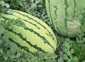 吃瓜的真实样子,酸甜苦辣尽在其中