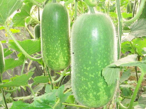 比奇和coco吃瓜,比奇与Coco的瓜田奇遇记