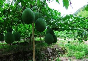 吊瓜怎么吃又简单,轻松享受美味时光