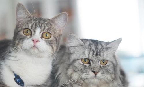 猫咪可以吃黄色的瓜,揭秘黄色瓜类对猫咪的益处