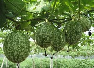 娱乐吃瓜图片大全,吃瓜图片大全，带你领略明星幕后生活